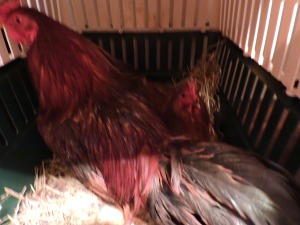 Hank and Frank...two dumb roosters who wouldn't come out of the freezing rain. They are now inside until they are dry. 
